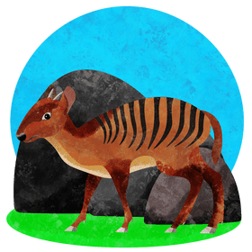 Zebra duiker vector