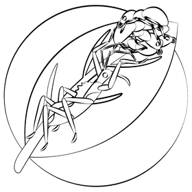 Assassin bug black and white clipart