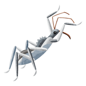 Assassin bug clipart