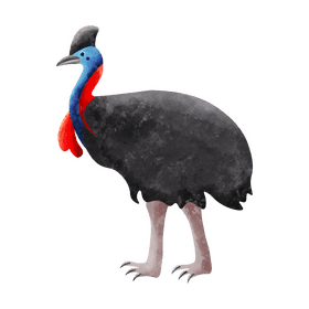 Cassowary clipart
