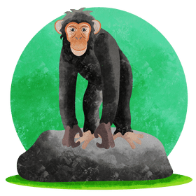 Chimpanzee vector