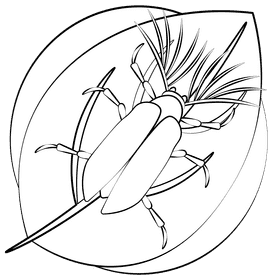 Cicadae parasite beetle black and white clipart
