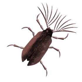 Cicadae parasite beetle clipart