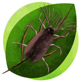 Cicadae parasite beetle vector