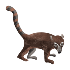 Coati clipart