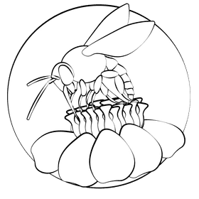 Cuckoo bee black and white clipart