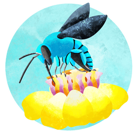 Cuckoo bee vector