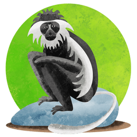 King colobus vector