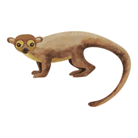 Kinkajou clipart