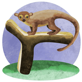 Kinkajou vector