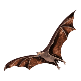 Large flying fox clipart
