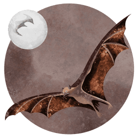 Large flying fox vector