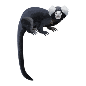 Marmoset clipart