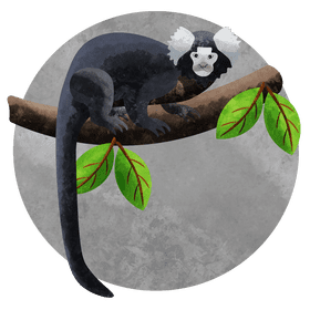 Marmoset vector
