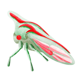 Oak treehopper clipart