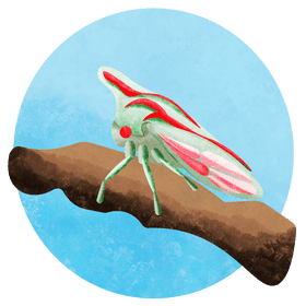Oak treehopper vector