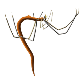 Twig spider clipart