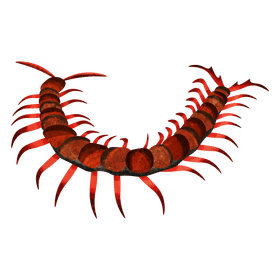 Amazonian giant centipede clipart