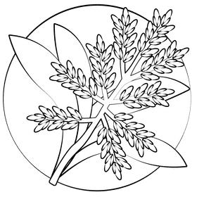 Bromeliads black and white clipart