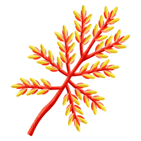 Bromeliads clipart