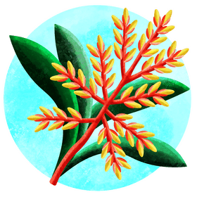 Bromeliads vector