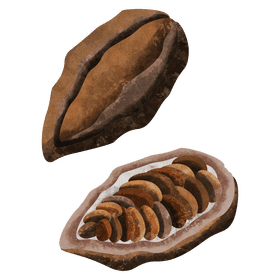 Cacao clipart