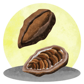 Cacao vector