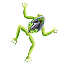 Glass frog clipart