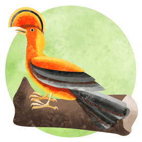 Guianan cock of the rock vector