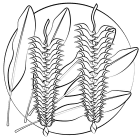 Heliconia flower black and white clipart