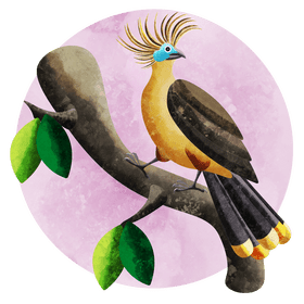 Hoatzin vector