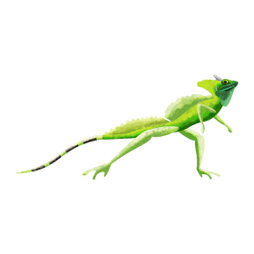 Jesus lizard clipart