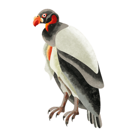 King vulture clipart