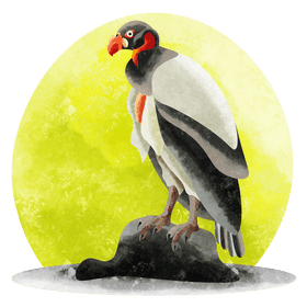 King vulture vector