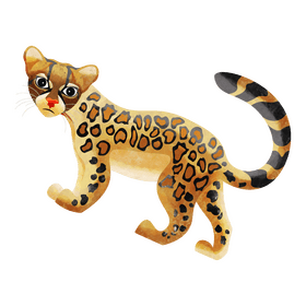 Margay clipart