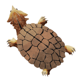 Mata mata turtle clipart