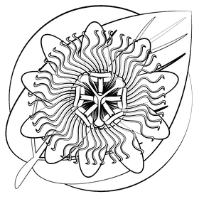 Passion fruit flower black and white clipart