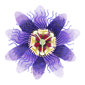 Passion fruit flower clipart