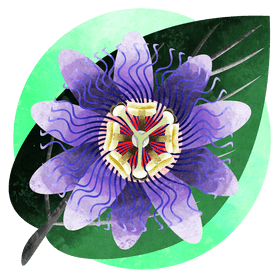 Passion fruit flower vector