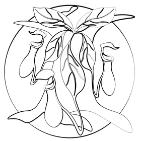 Pitcher plant black and white clipart