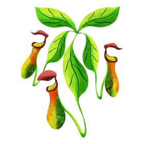 Pitcher plant clipart