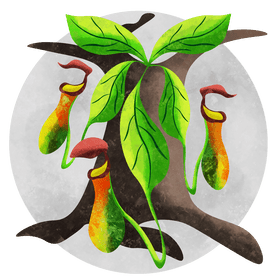 Pitcher plant vector