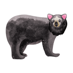 Spectacled bear clipart