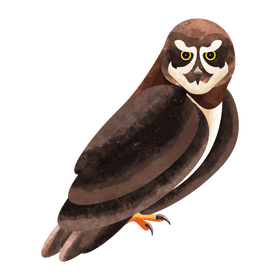Spectacled owl clipart