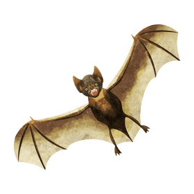 Vampire bat clipart