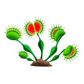 Venus fly trap clipart