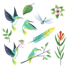Hummingbird set vector