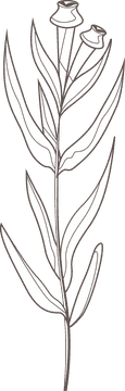 Flower black and white clipart