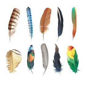 Feathers set vector