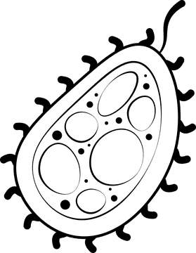 Bacteria black and white clipart